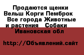 Продаются щенки Вельш Корги Пемброк  - Все города Животные и растения » Собаки   . Ивановская обл.